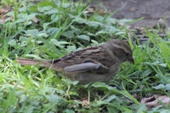 Passer domesticus