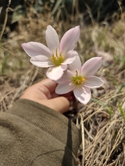 Zephyranthes fosteri