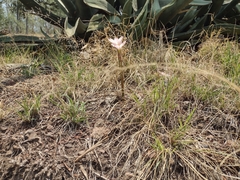 Zephyranthes fosteri