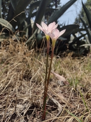 Zephyranthes fosteri