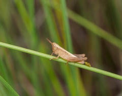 Dichromorpha elegans