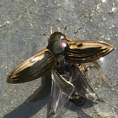 Tropisternus collaris