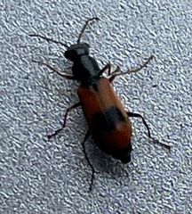 Anthocomus