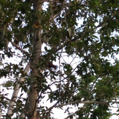 Chrysophyllum cainito