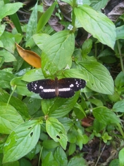 Castilia