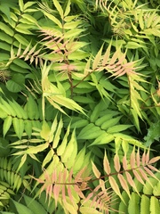 Sorbaria sorbifolia