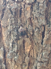 Copestylum