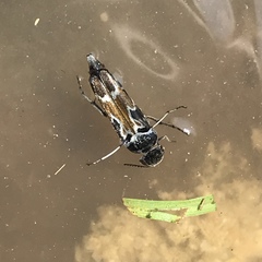 Glipa hilaris