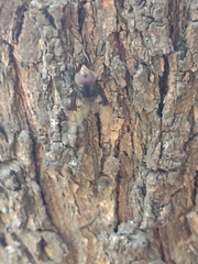 Copestylum