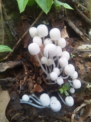 Fungi