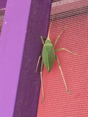 Paracyrtophyllus robustus