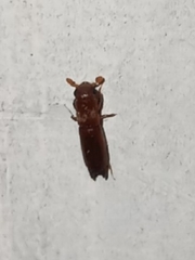 Euplatypus compositus