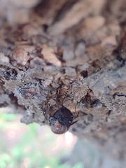 Copestylum