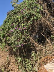 Angiospermae