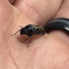 Glipa hilaris