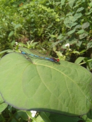 Argia oenea