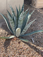 Agave