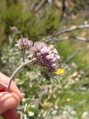 Eriodictyon traskiae