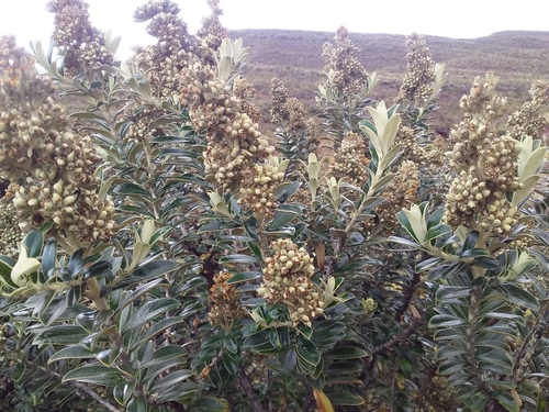 Buddleja coriacea