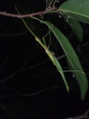 Huananphasma amicum