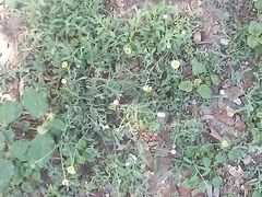 Perityle microglossa