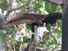 Papilio multicaudata