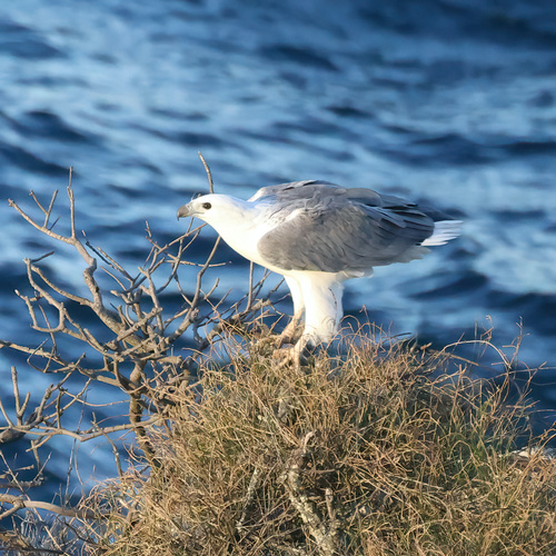 White-bellied Sea-Eagle, photo 6 of 7