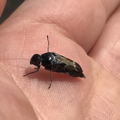 Glipa hilaris