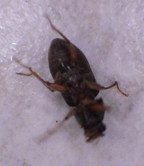 Dryopidae