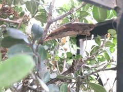 Papilio multicaudata