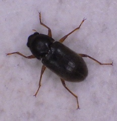 Dryopidae