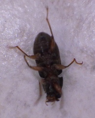 Dryopidae