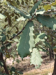Quercus rugosa