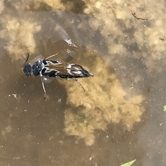 Glipa hilaris