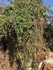 Angiospermae