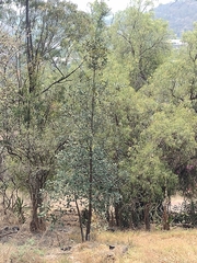 Quercus rugosa
