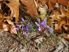 Crocus sativus