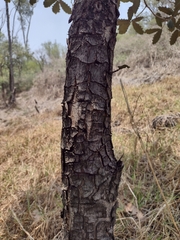 Quercus rugosa