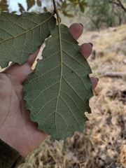 Quercus rugosa
