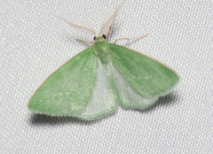 Synchlora faseolaria
