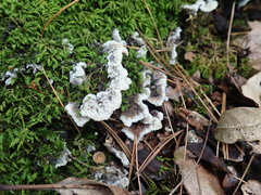 Thelephora americana