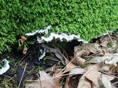 Thelephora americana