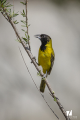 Icterus graduacauda