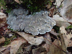 Thelephora americana