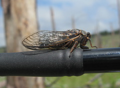 Tibicininae