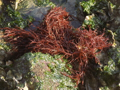 Gracilariaceae