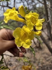 Tecoma stans