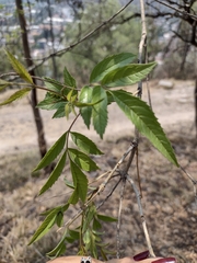 Tecoma stans