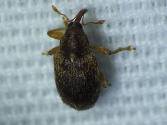 Lignyodes