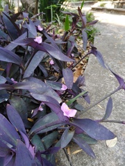 Tradescantia pallida